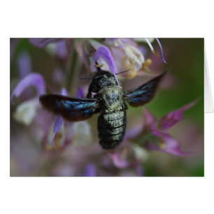 Xylocopa iris hälsningskort