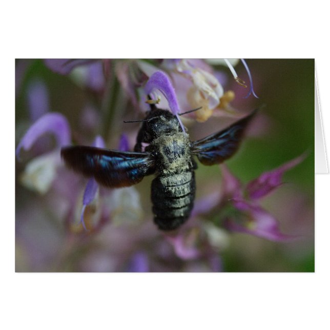 Xylocopa iris hälsningskort (Framsidan Horizontal)