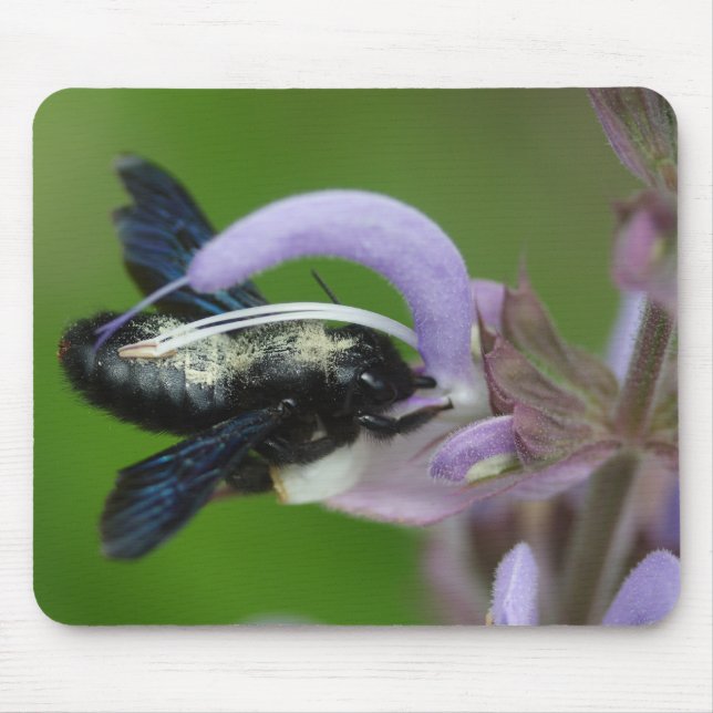 Xylocopa iris musmatta (Framsidan)