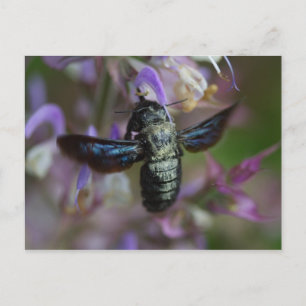 Xylocopa iris vykort