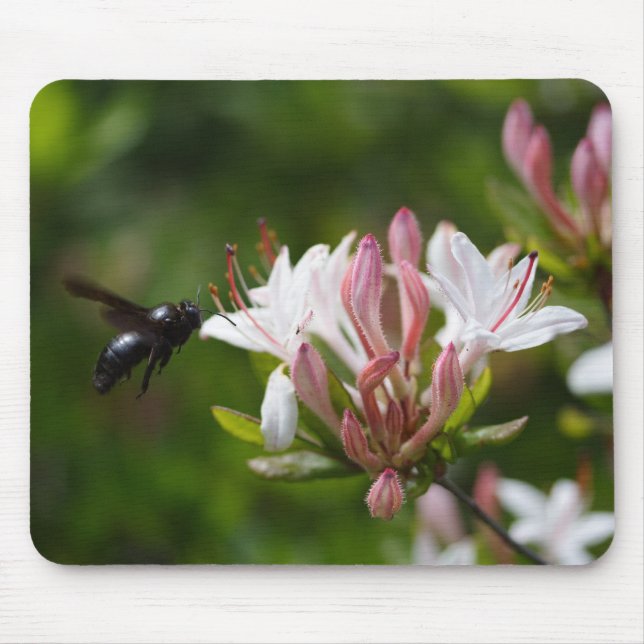 Xylocopa violacea musmatta (Framsidan)