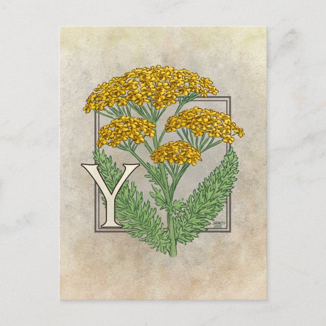Y för Yarrow Flower Alphabet Vykort (Framsida)