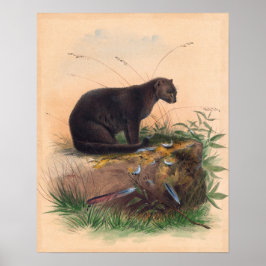 Yaguarundi-katten av Joseph Varg Poster