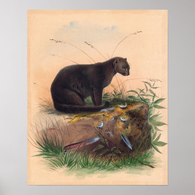 Yaguarundi-katten av Joseph Varg Poster (Framsidan)