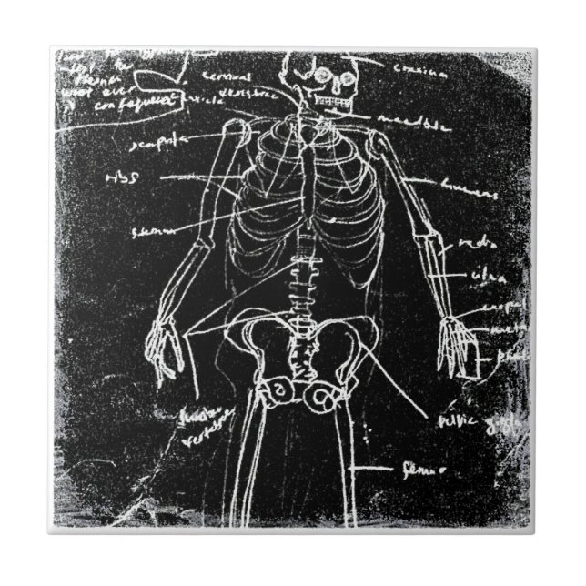 Yaie tokyo human skeleton anatomi kakelplatta (Framsidan)