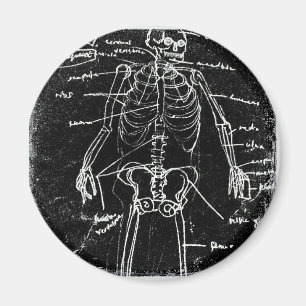 Yaie tokyo human skeleton anatomi magnet