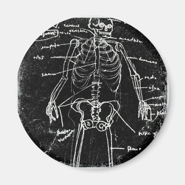 Yaie tokyo human skeleton anatomi magnet (Framsidan)