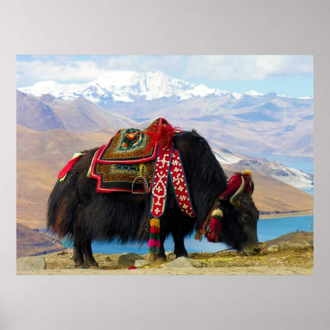 Yak Bos Grunniens nära Yamdrok sjö Tibet Poster (Framsidan)
