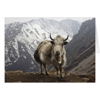 Yak i Nepal OBS Kort