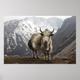 Yak i Nepal Poster