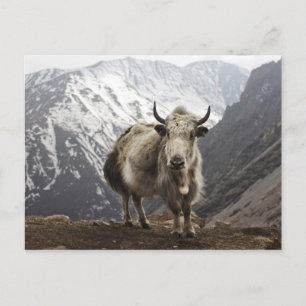 Yak i Nepal Vykort