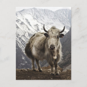 Yak i Nepal Vykort