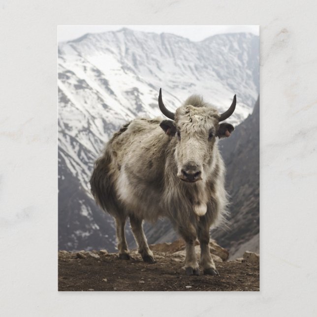 Yak i Nepal Vykort (Framsida)