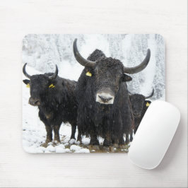Yak Musmatta