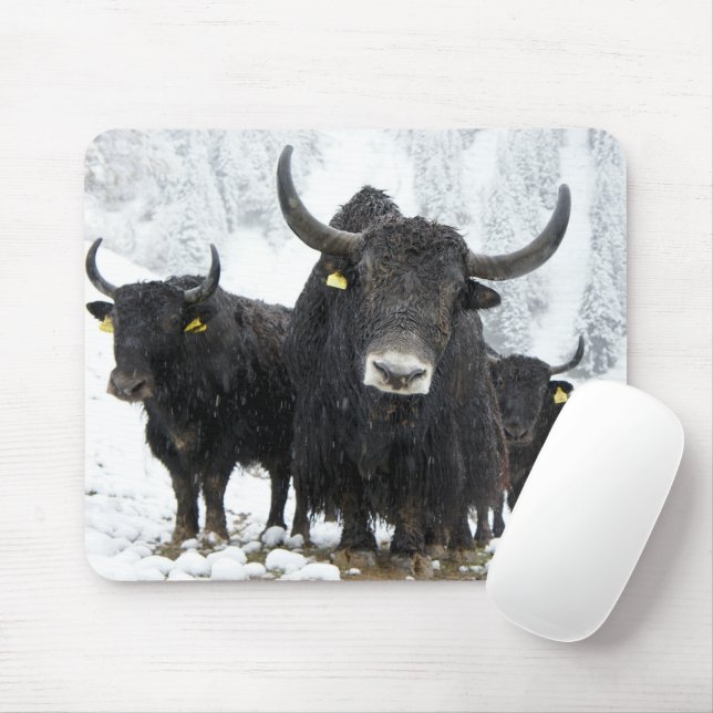 Yak Musmatta (Med mus)