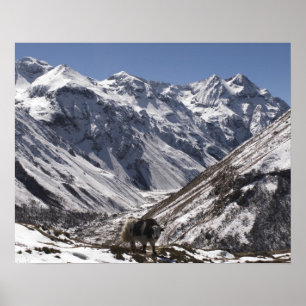 Yak nära Mt Jhomolari, Jangothang Jigme Dorji Poster
