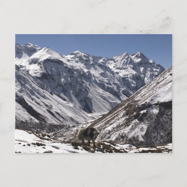 Yak nära Mt. Jhomolari, Jangothang Jigme Dorji Vykort (Framsida)