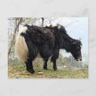 yak vykort