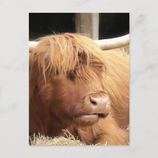 Yak-vykort Vykort (Framsida)