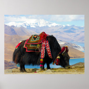 YakBos Grunniens nära Yamdrok sjön Tibet Poster