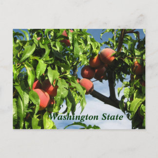 Yakima Valley Peacher, delstaten Washington. Vykort