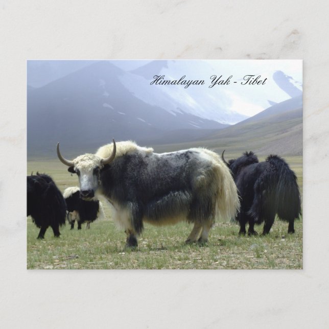Yakor, Himalaya, bergsnomader Ladakh /Yak Tibet Vykort (Framsida)