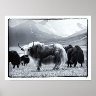Yaks - Himalaya Poster