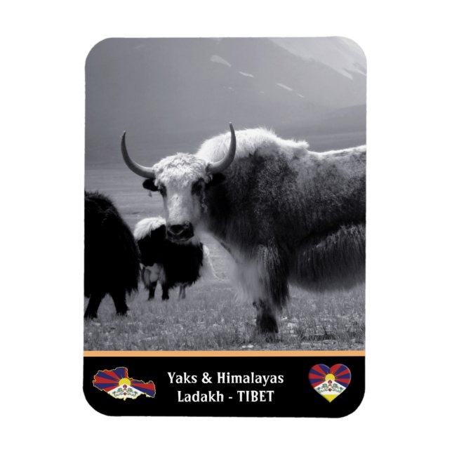 Yaks - Himalaya - Tibet / ladakh Trekking Magnet (Vertikal)