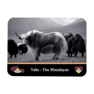 Yaks - Himalaya & Tibet / Ladakh Trekking Magnet