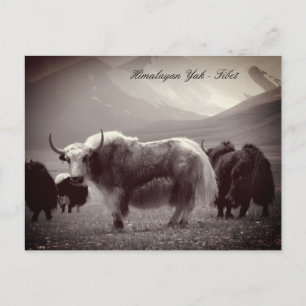 Yaks, Himalayas, bergen Ladakh /Tibet Yak Vykort