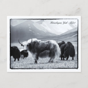 Yaks, Himalayas, nomads Ladakh /Yak Tibet Vykort