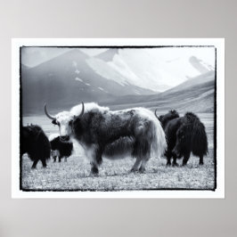 Yaks - Himalayas Poster