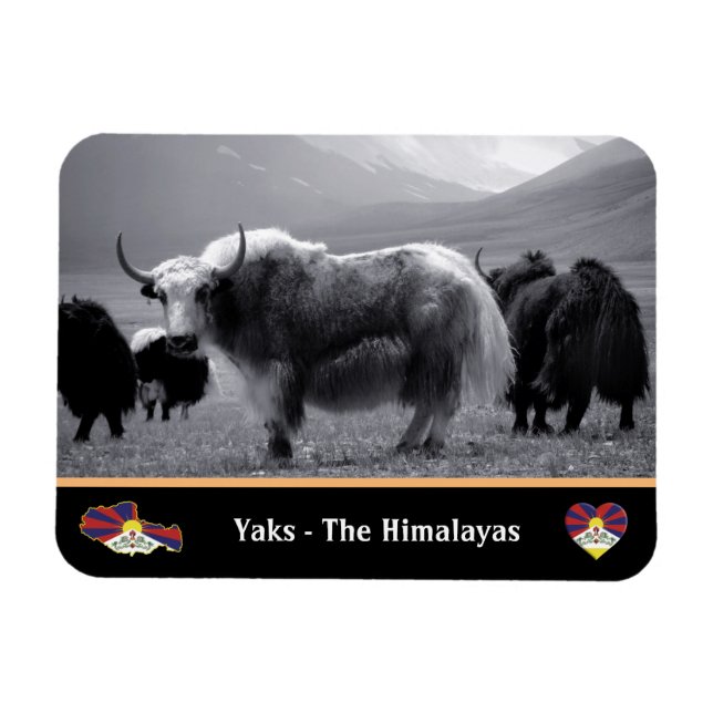Yaks - Himalayas & Tibet / Ladakh Trekking yak Magnet (Horisontell)