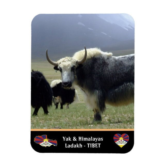 Yaks, Nomads of Himalayas - Tibet /Ladakh Magnet (Vertikal)