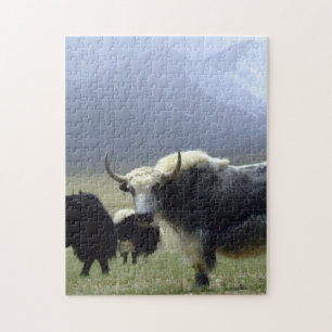 Yaks, Nomads of Himalayas - Tibet /Ladakh Pussel