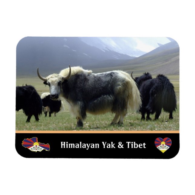 Yaks, Nomads of Himalayas - Tibet / Ladakh Yak Magnet (Horisontell)