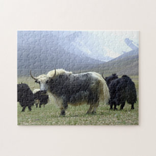 Yaks, Nomads of Himalayas - Tibet / Yak Ladakh Pussel