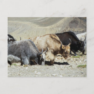 Yaks Vykort