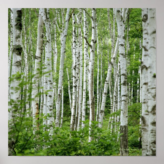 Yakumo-mura, Nagano prefecture, Central Honshu Poster (Framsidan)