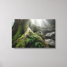Yakushima Moss Forest 'Livets andetag' | Biofilisk