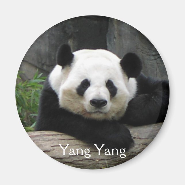 Yang Yang Panda Magnet (Framsidan)