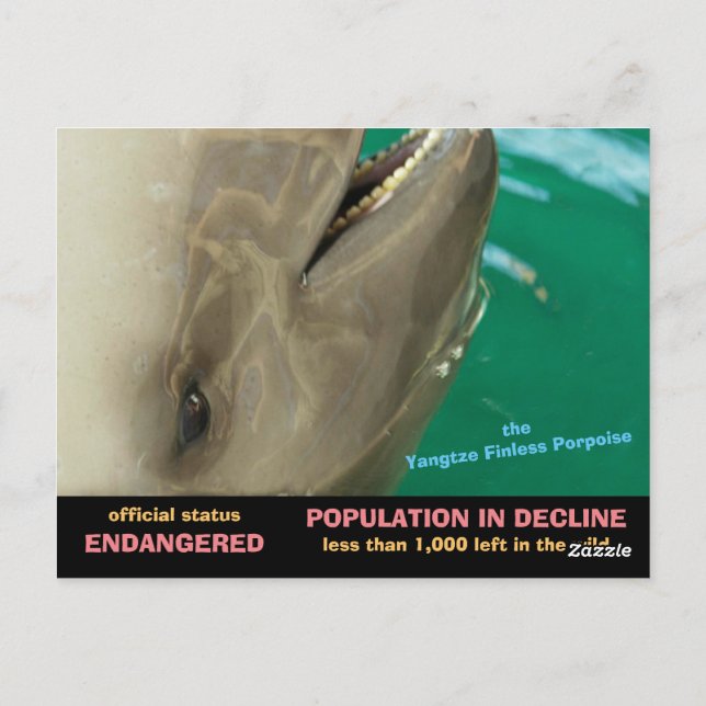Yangtze Finless Porpoise är hotad, se Vykort (Baksida)