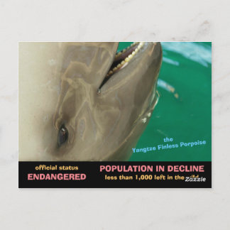 Yangtze Finless Porpoise är hotad, se Vykort