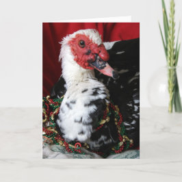 Yankee the Muscovy Drake, jul Helgkort