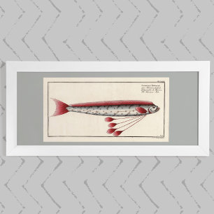 Yant Oarfish efter 1800-talets utskrift Poster
