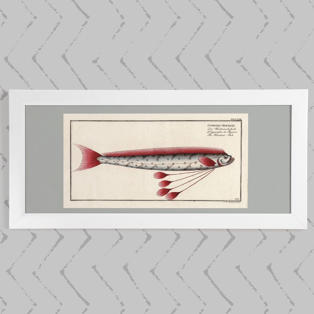 Yant Oarfish efter 1800-talets utskrift Poster (Skapare uppladdad)