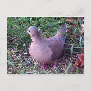 Yard Dove 1 Vykort