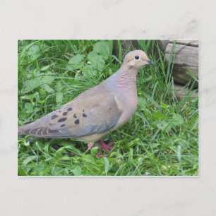 Yard Dove Vykort