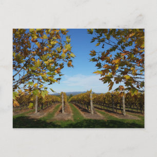 Yarra Valley Vineyard, Melbourne, Australien Vykort