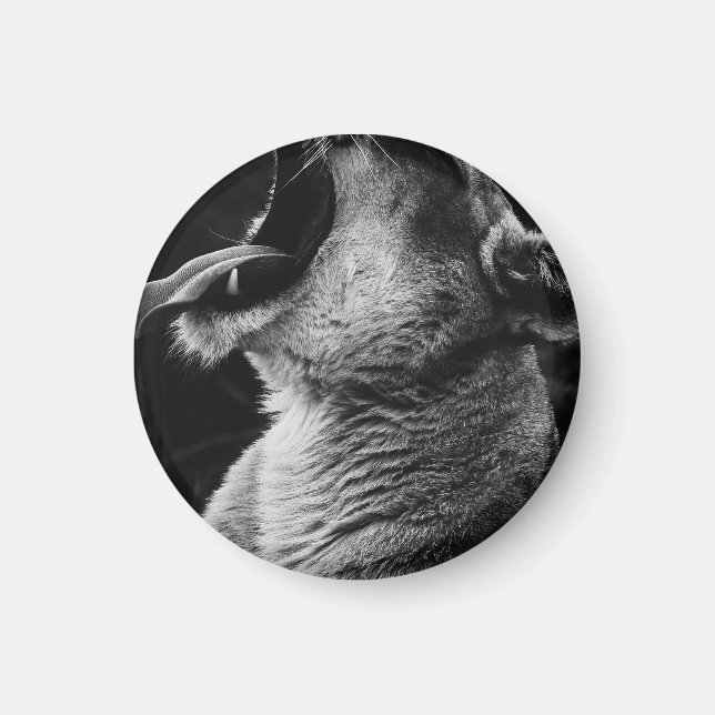 yawande lejon magnet (Framsidan)